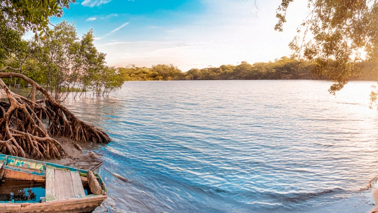 Paisaje costero de manglares en La Boquilla